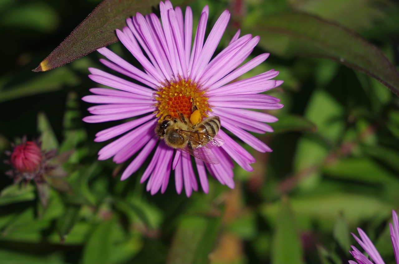夢(mèng)幻花園官方最新版下載，探索虛擬花卉世界的全新體驗(yàn)之旅