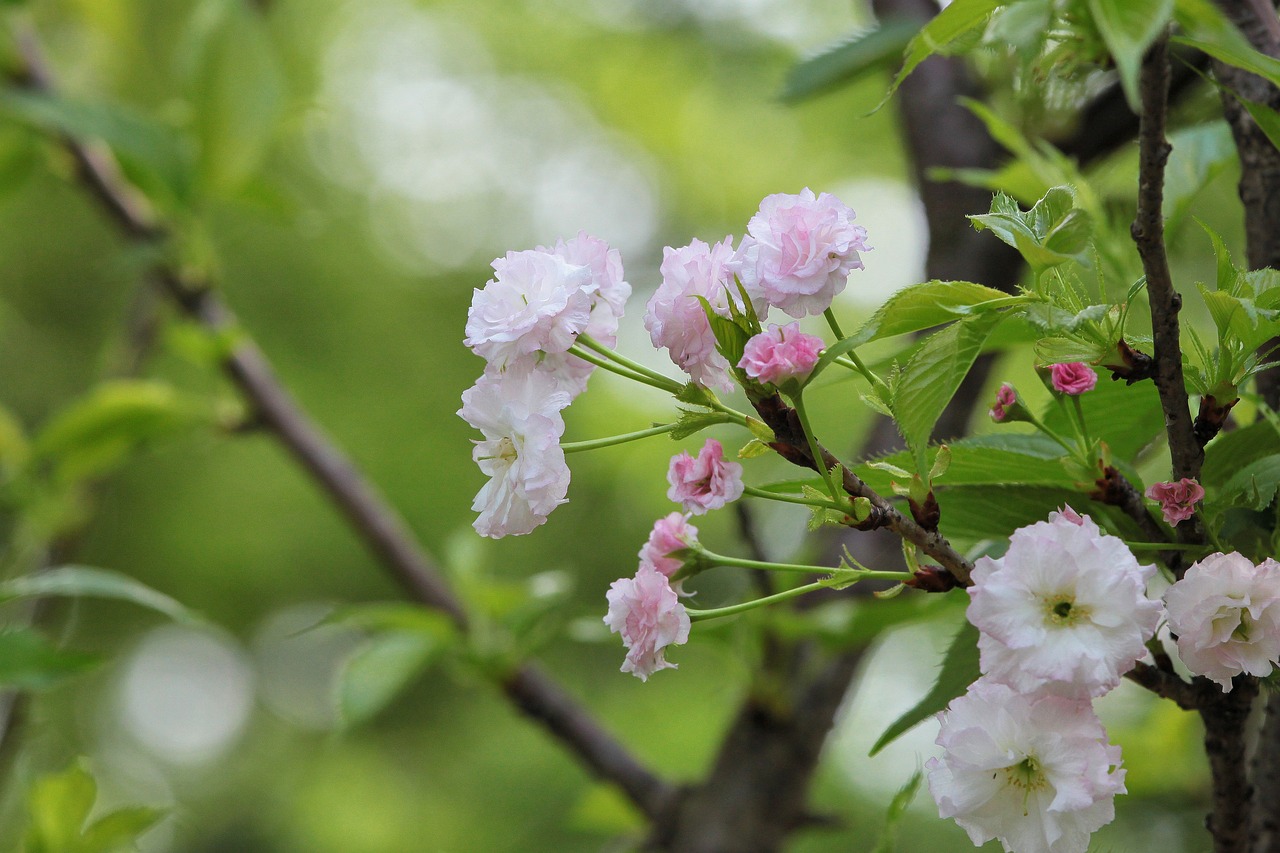煙臺(tái)柏林春天最新動(dòng)態(tài)，城市蓬勃發(fā)展的新篇章