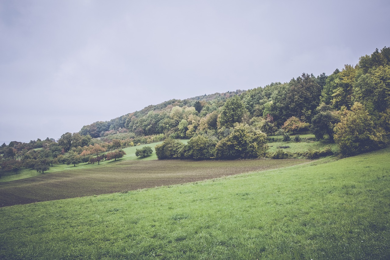 臺灣王金平最新動態(tài)，政治舞臺的新動向與社會關注焦點