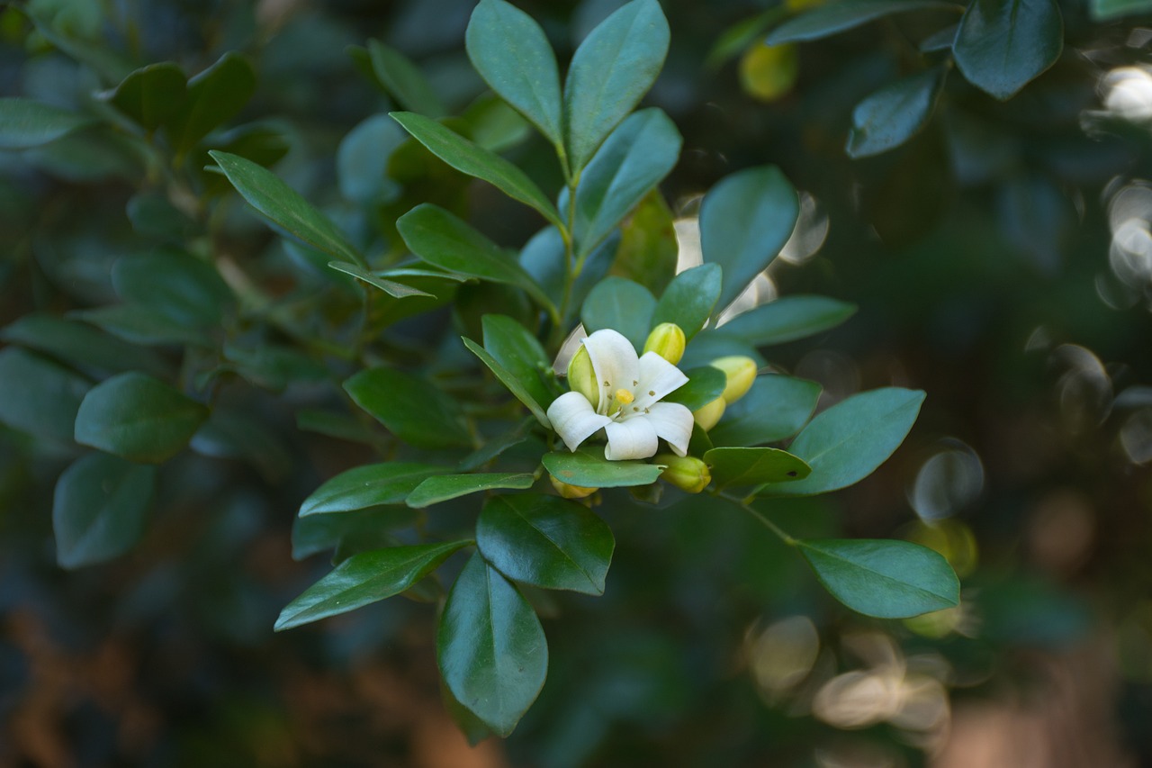 滄州嘉禾一方最新房價動態(tài)、分析與預測