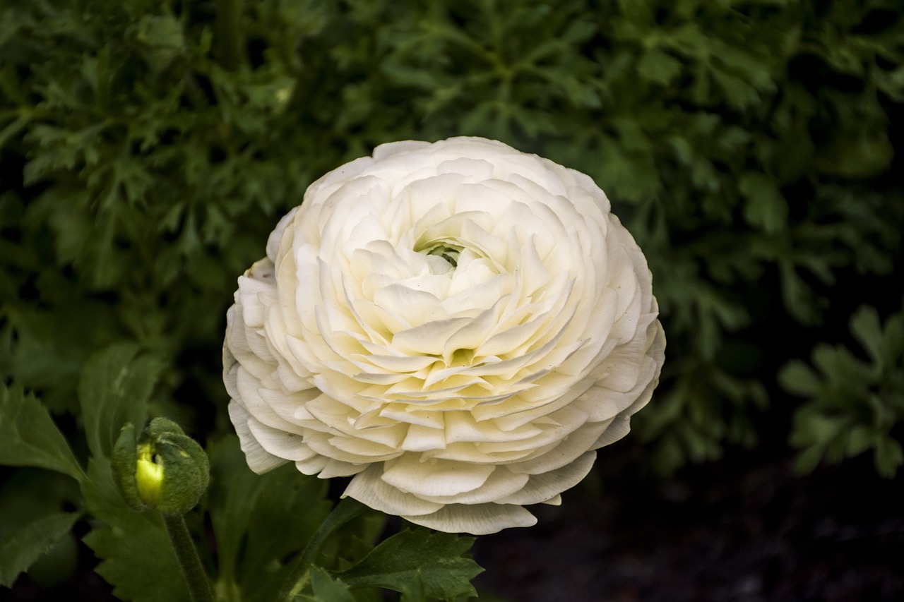 自由人花園最新動態(tài)揭秘，未來無限可能的發(fā)展展望