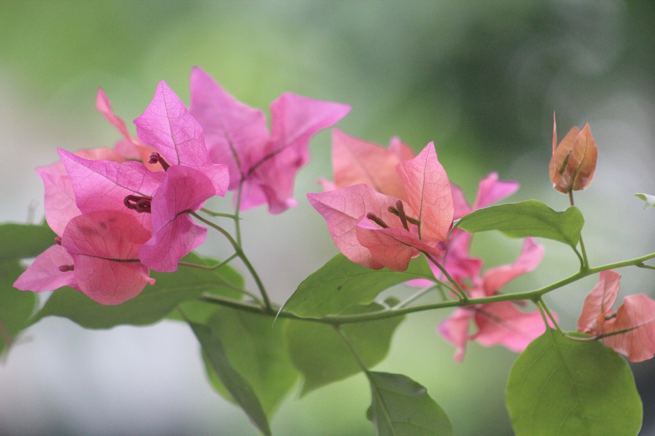 咸陽一品蘭軒最新動(dòng)態(tài)揭秘，卓越品質(zhì)展現(xiàn)，未來發(fā)展探索之路