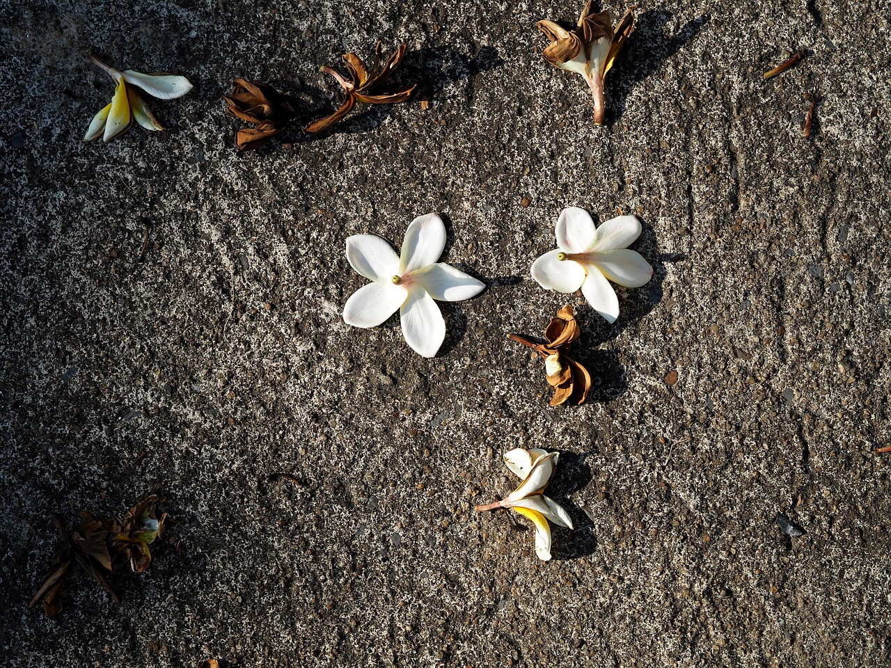 紅安余學(xué)武最新消息更新，余學(xué)武的最新動(dòng)態(tài)揭秘