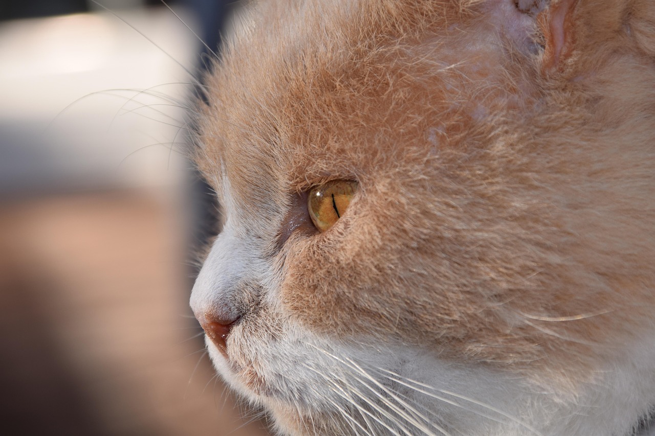 紅島經(jīng)濟(jì)區(qū)最新動態(tài)解析，發(fā)展概況與深度解讀