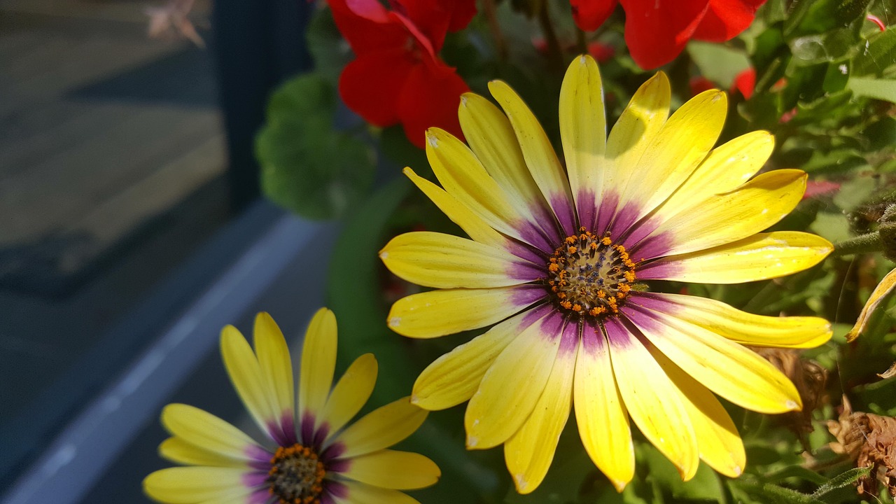 河南三胎政策最新動態(tài)，全面解讀與深度探討