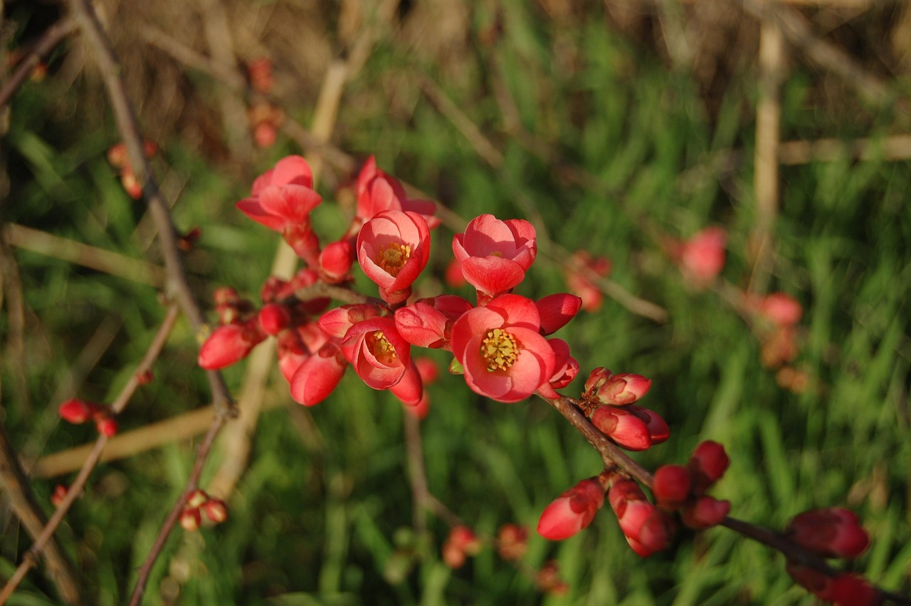 張家口華新園最新消息概覽，最新動態(tài)與進(jìn)展速覽