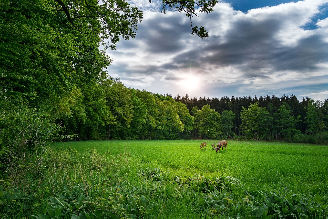 Nginx最新版本的探索與解析，版本更新動態(tài)及功能解析