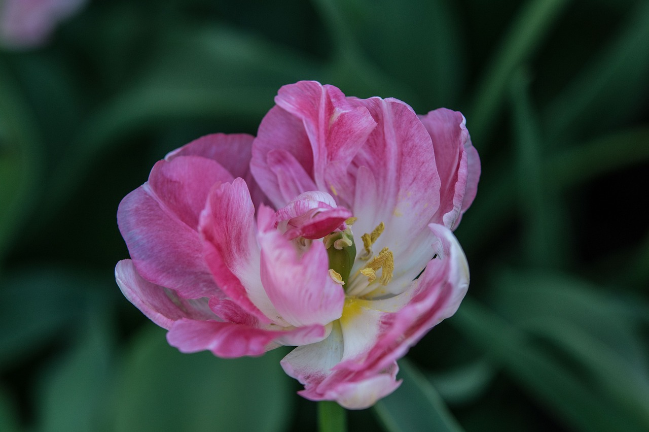 南京融創(chuàng)臻園最新動態(tài)解析，深度了解最新消息