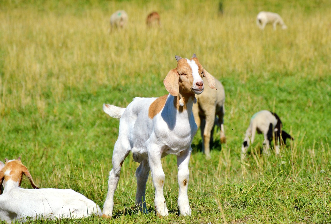 探索貓咪世界，最新應用程序下載安裝指南