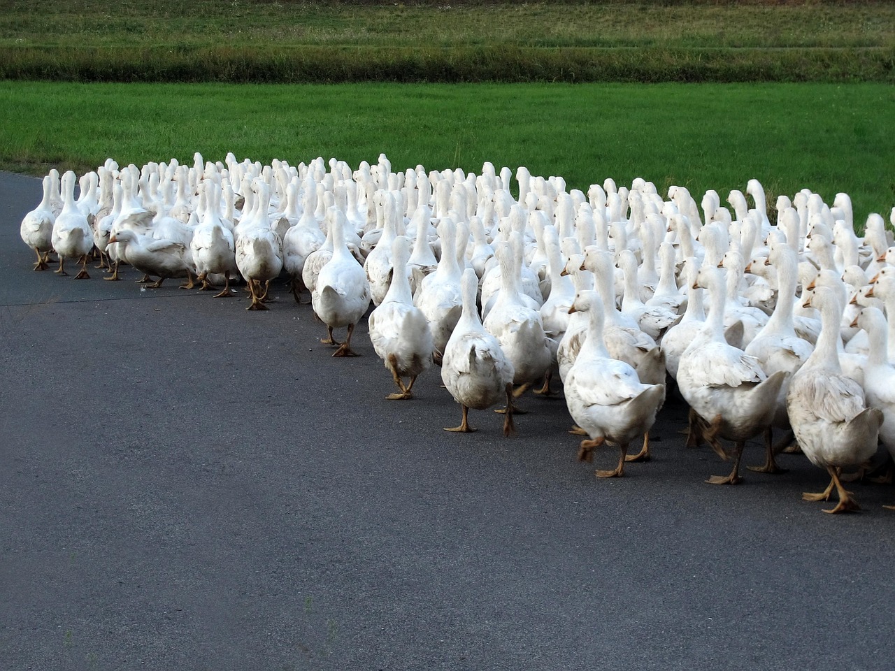 后牛坊村搬遷最新動(dòng)態(tài)，變化中的鄉(xiāng)村未來(lái)
