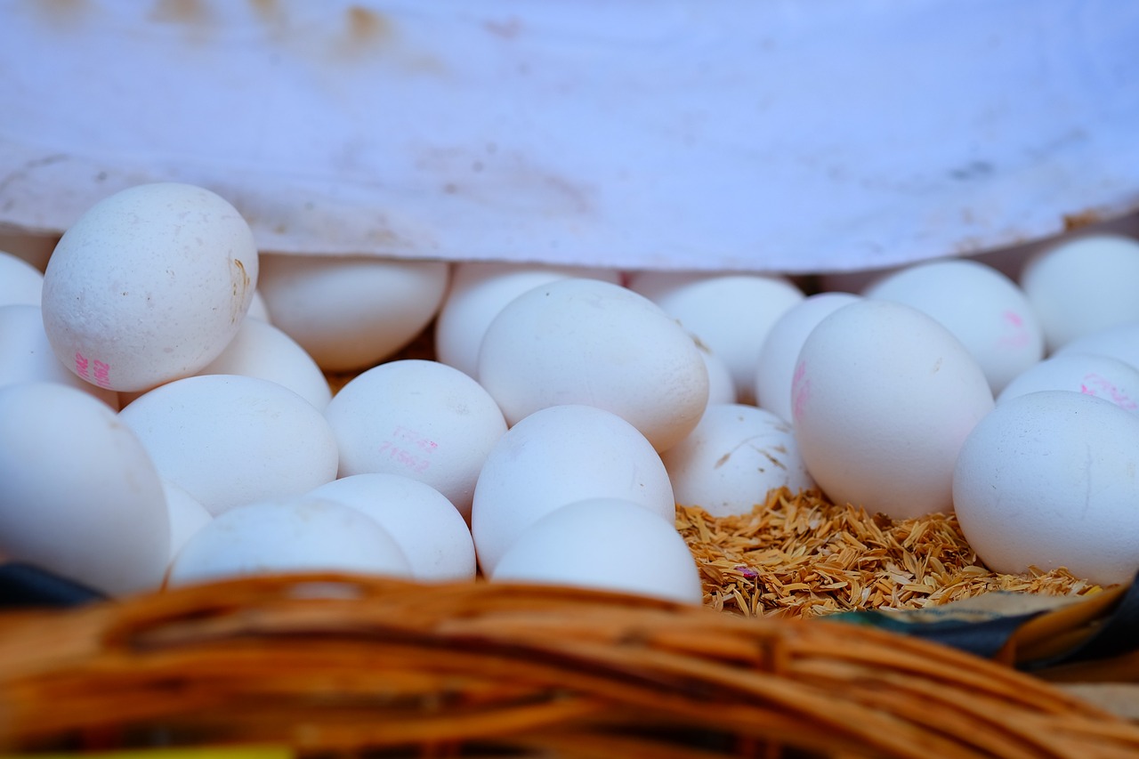 內(nèi)蒙古煤炭價(jià)格走勢圖最新分析與展望，最新價(jià)格動(dòng)態(tài)及未來趨勢展望