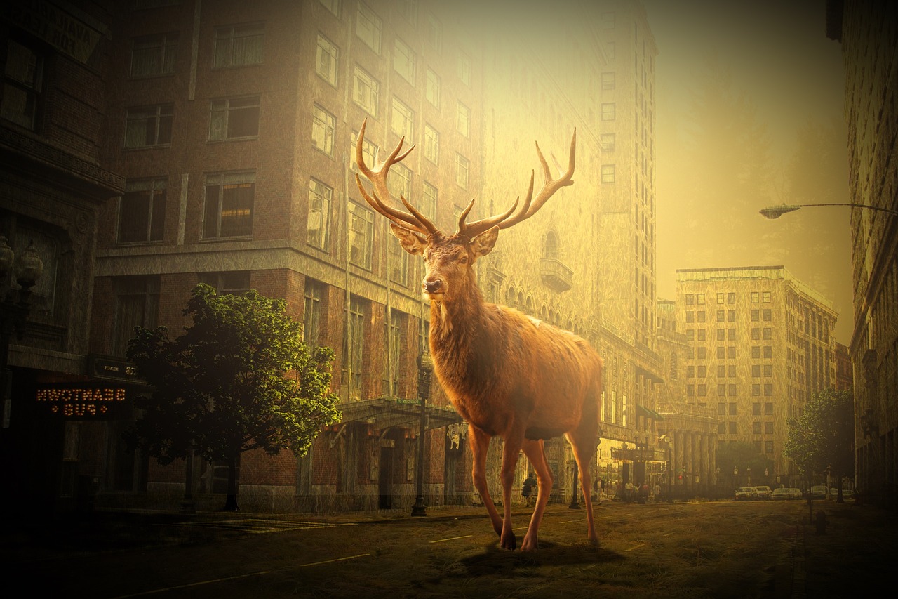 鹽城市網(wǎng)約車最新動態(tài)，行業(yè)變革與發(fā)展趨勢