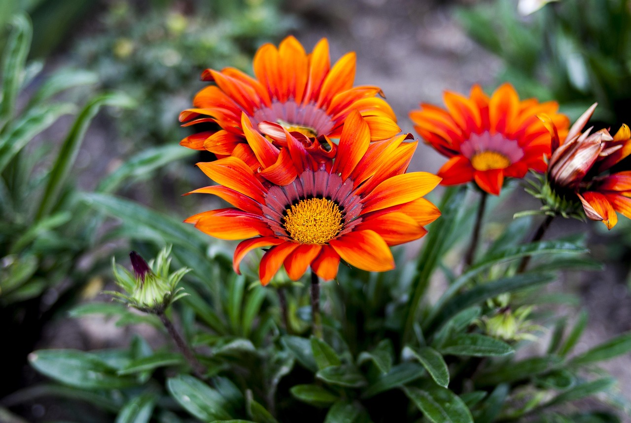 夏邑58招聘網(wǎng)最新招聘動(dòng)態(tài)深度解析及崗位信息匯總