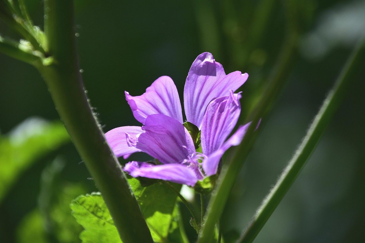 特朗普禁穆令最新動(dòng)態(tài)，爭(zhēng)議與真相深度解讀